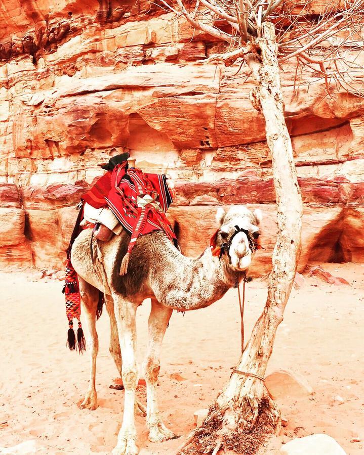 Wadi Rum Light Camp Exterior photo